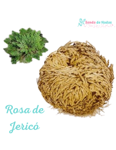 Rosa de Jericó 2